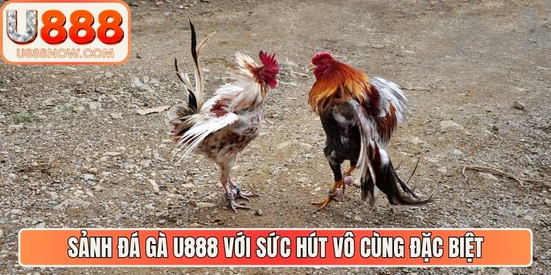 Sảnh đá gà U888 với sức hút vô cùng đặc biệt