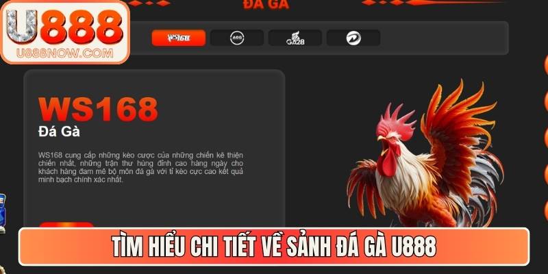 Tìm hiểu chi tiết về sảnh đá gà U888